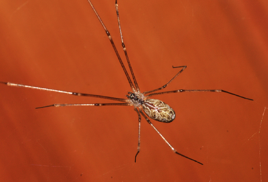 Pholcidae: Holocnemus pluchei  - Formigine (MO)